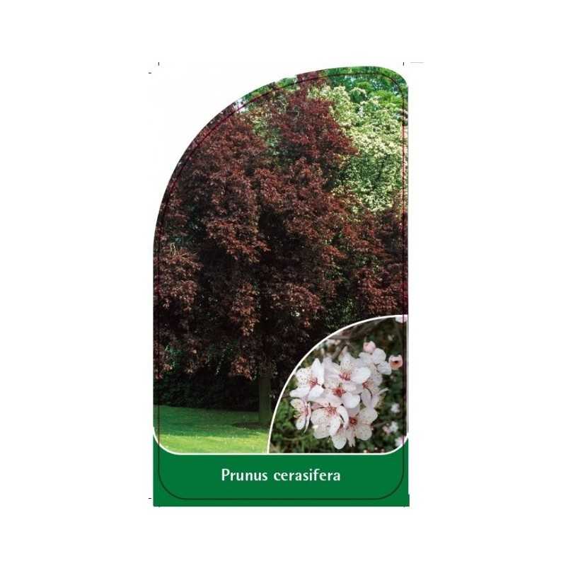 prunus-cerasifera-b1