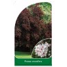 prunus-cerasifera-b1