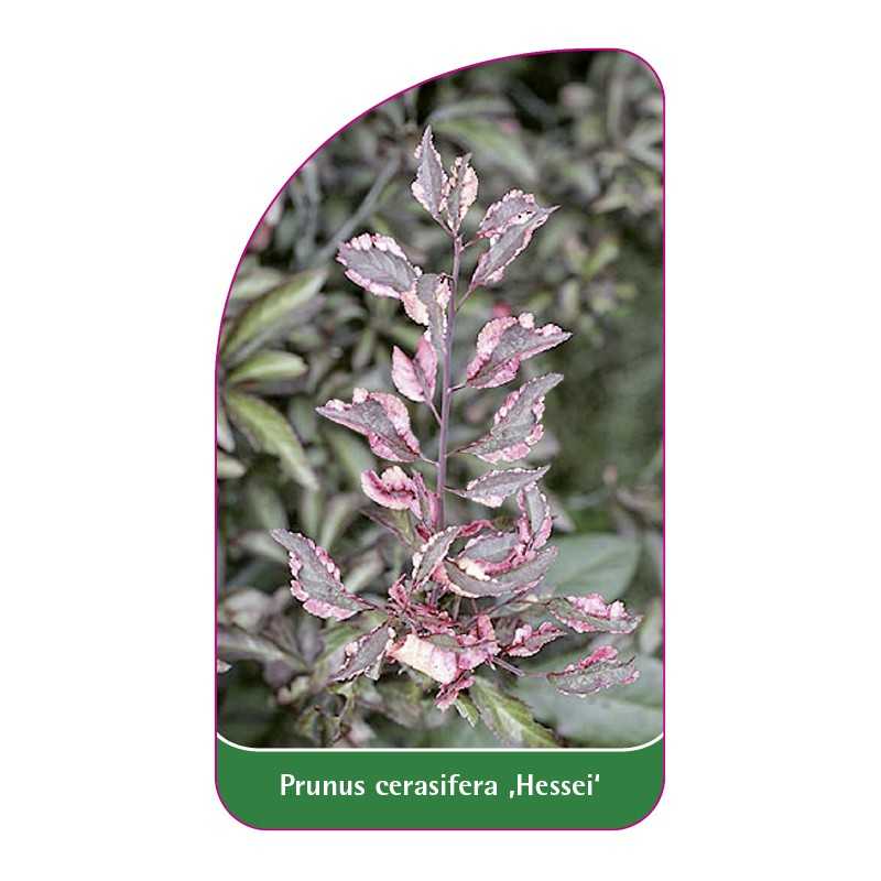 prunus-cerasifera-hessei-1