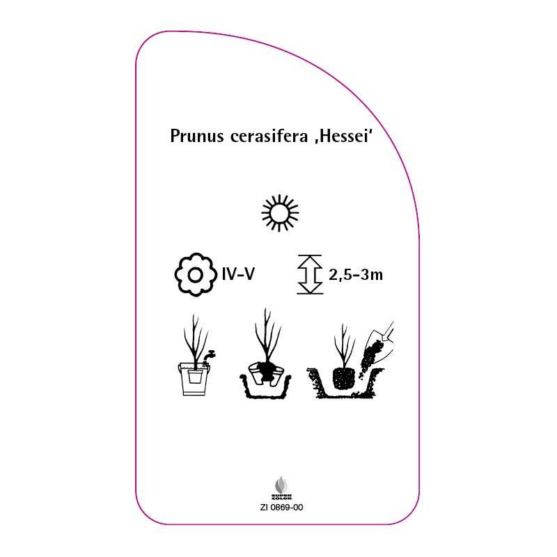 prunus-cerasifera-hessei-0