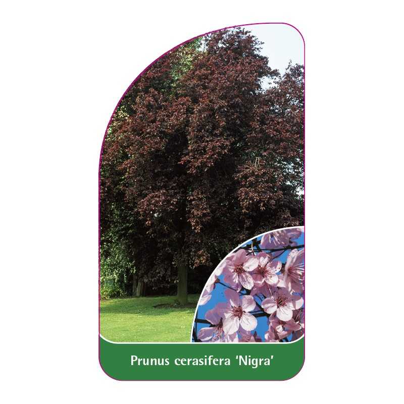 prunus-cerasifera-nigra-b1