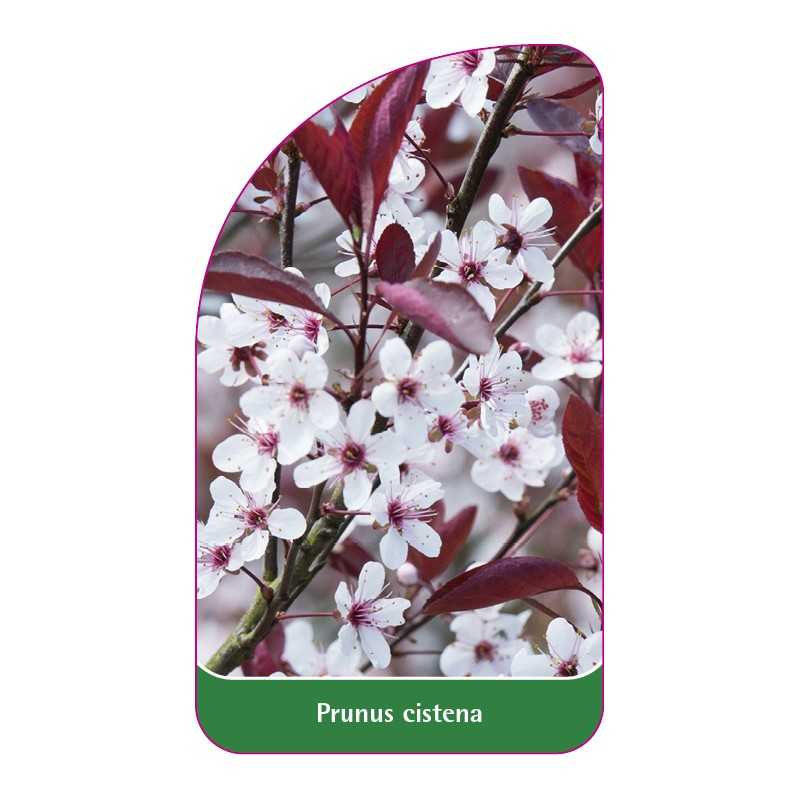 prunus-cistena-b1