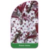 prunus-cistena-b1