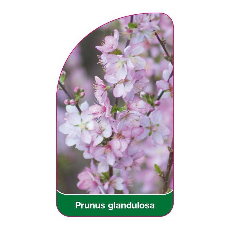 prunus-glandulosa1