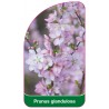 prunus-glandulosa1