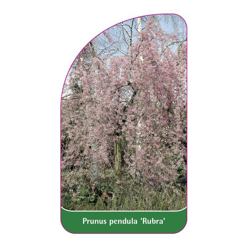 prunus-pandula-rubra-1