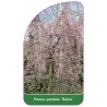 prunus-pandula-rubra-1