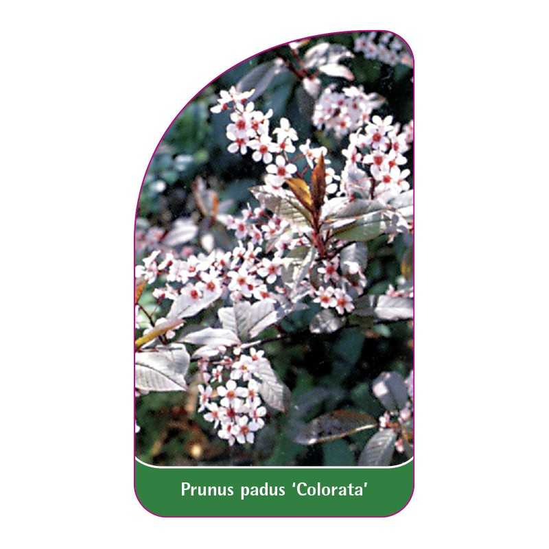 prunus-padus-colorata-1