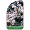 prunus-padus-colorata-1