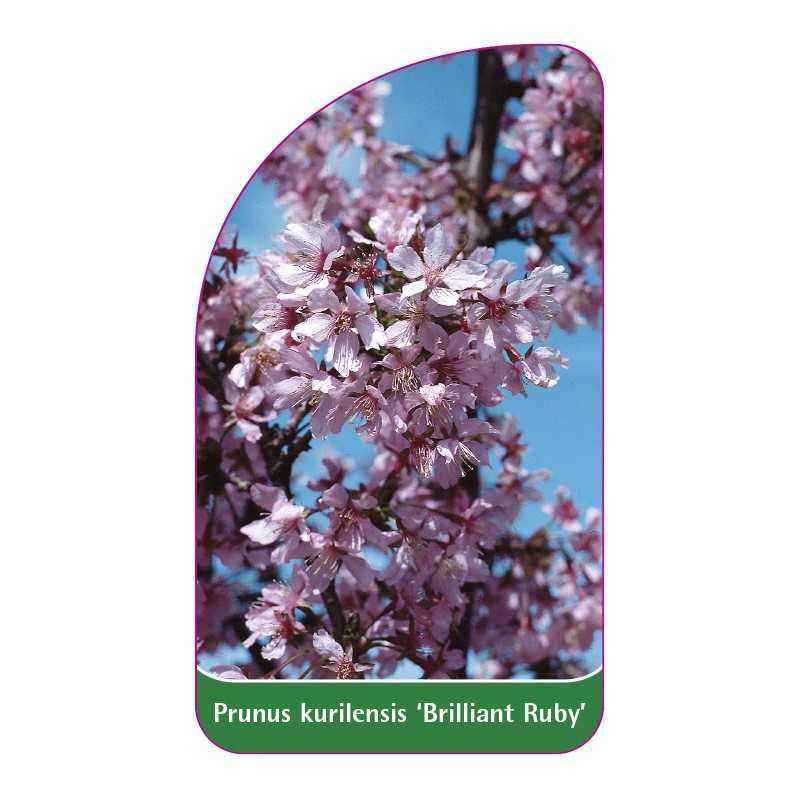 prunus-kurilensis-brillant-ruby-1