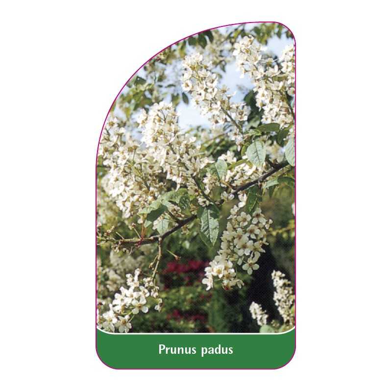 prunus-padus1