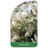 prunus-padus1