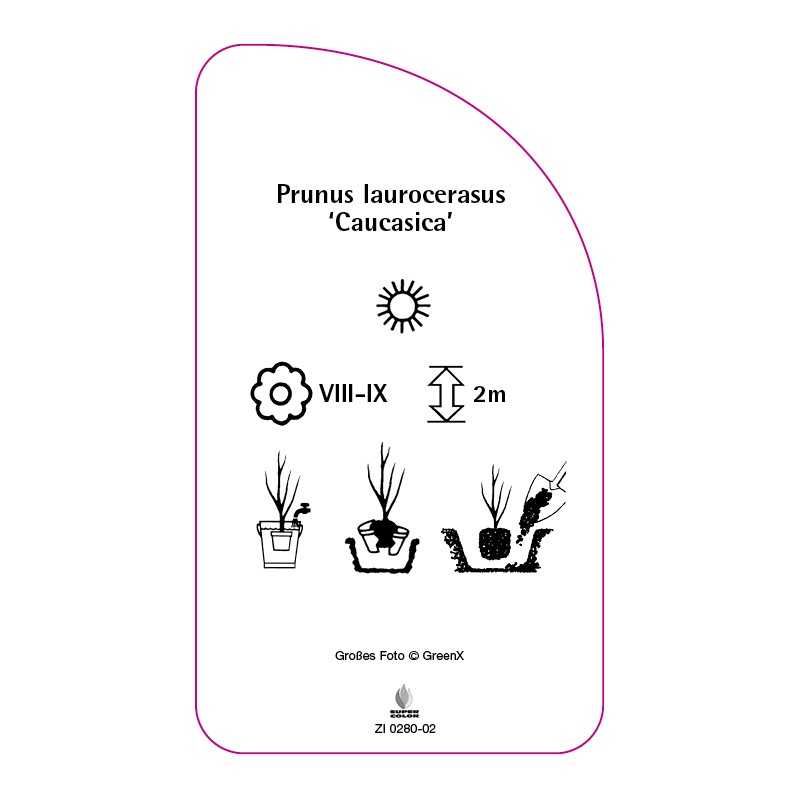 prunus-laurocerasus-caucasica-0