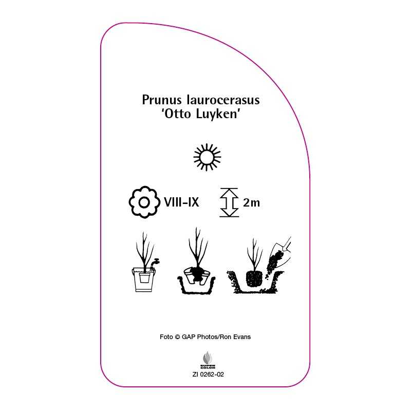 prunus-laurocerasus-otto-luyken-b0