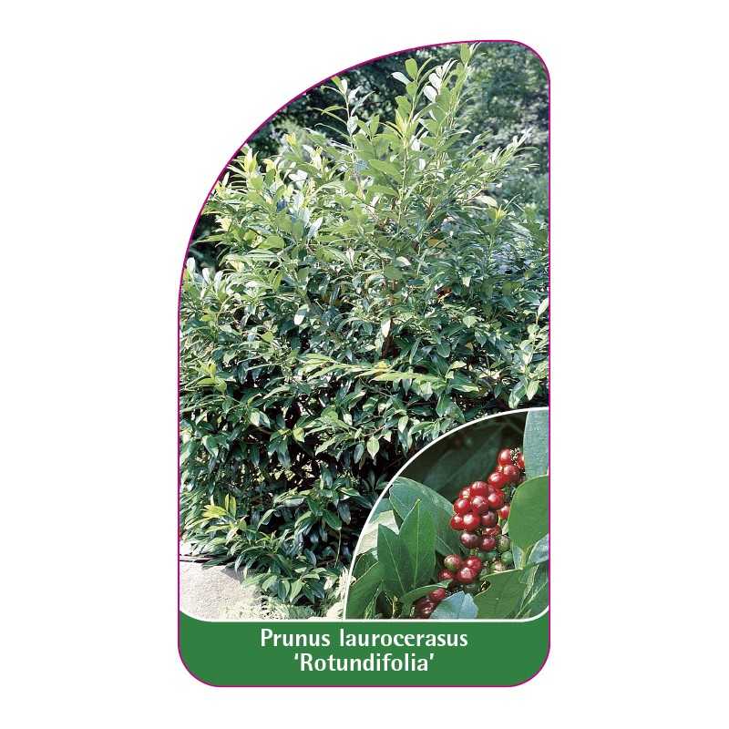 prunus-laurocerasus-rotundifolia-1