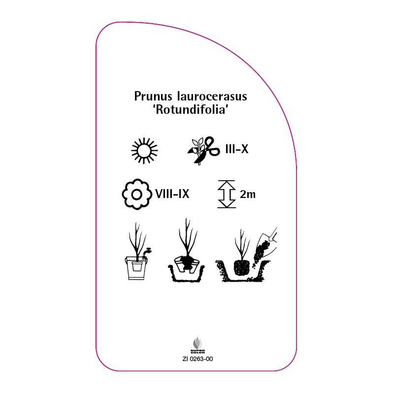 prunus-laurocerasus-rotundifolia-0