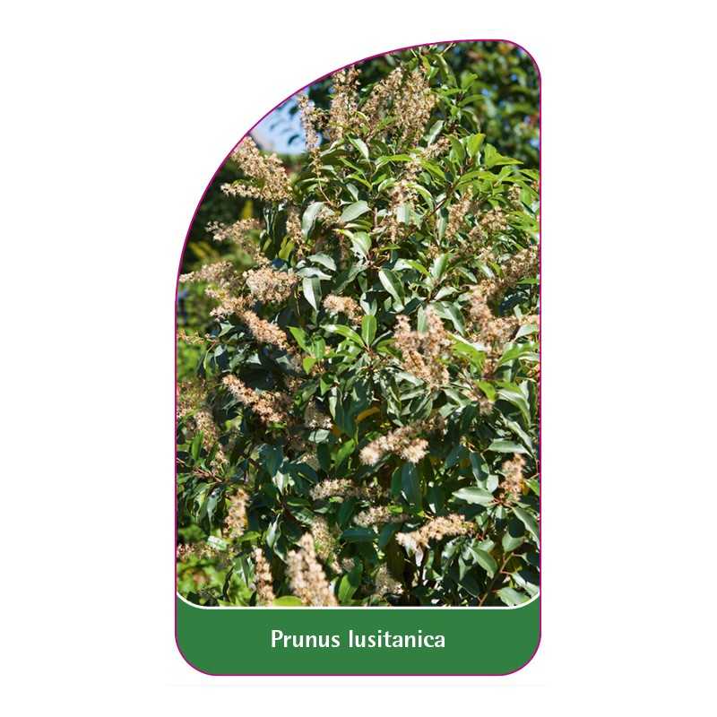 prunus-lusitanica1