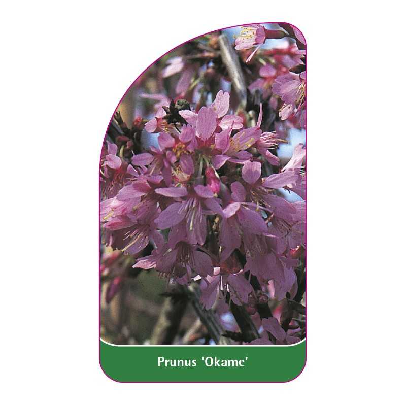 prunus-okame-1