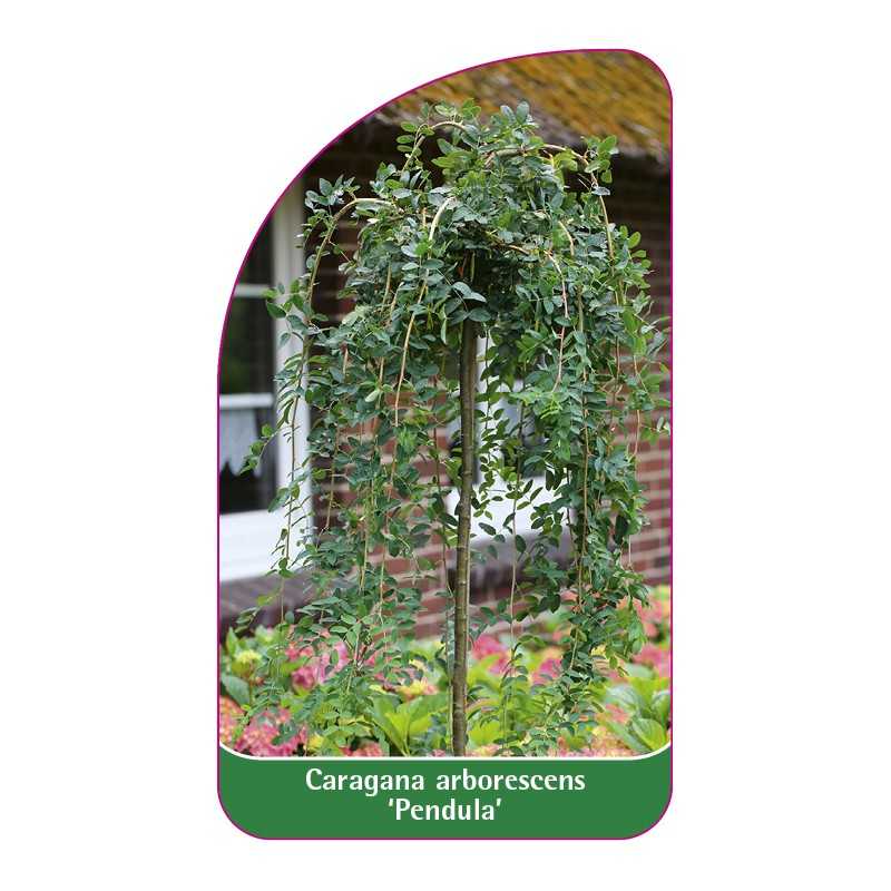 caragana-arborescens-pendula-b1