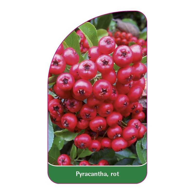 pyracantha-rot-b1