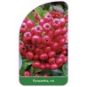 pyracantha-rot-b1