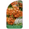 pyracantha-orange-glow-1