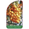 pyracantha-orange-charmer-1