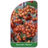 pyracantha-mohave-1