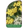 pyracantha-golden-charmer-1