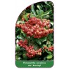 pyracantha-coccinea-saphyr-orange-cadorou-1