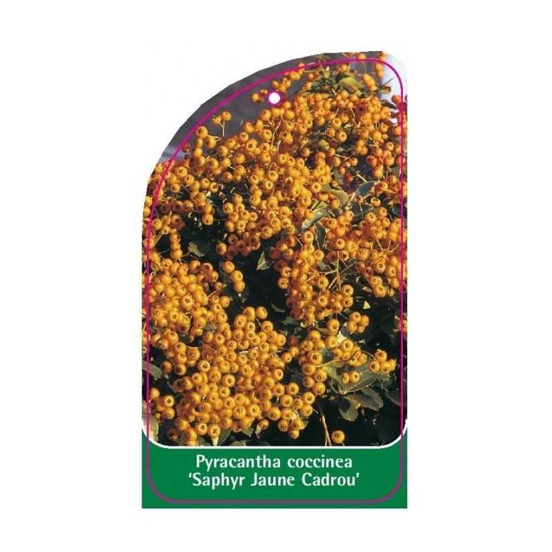 pyracantha-coccinea-saphyr-jaune-cadorou-1