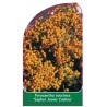 pyracantha-coccinea-saphyr-jaune-cadorou-1