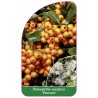 pyracantha-coccinea-praecox-1