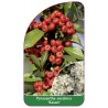 pyracantha-coccinea-kasan-1