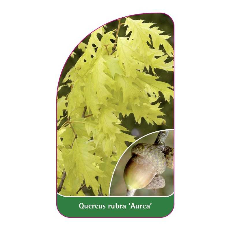 quercus-rubra-aurea-1