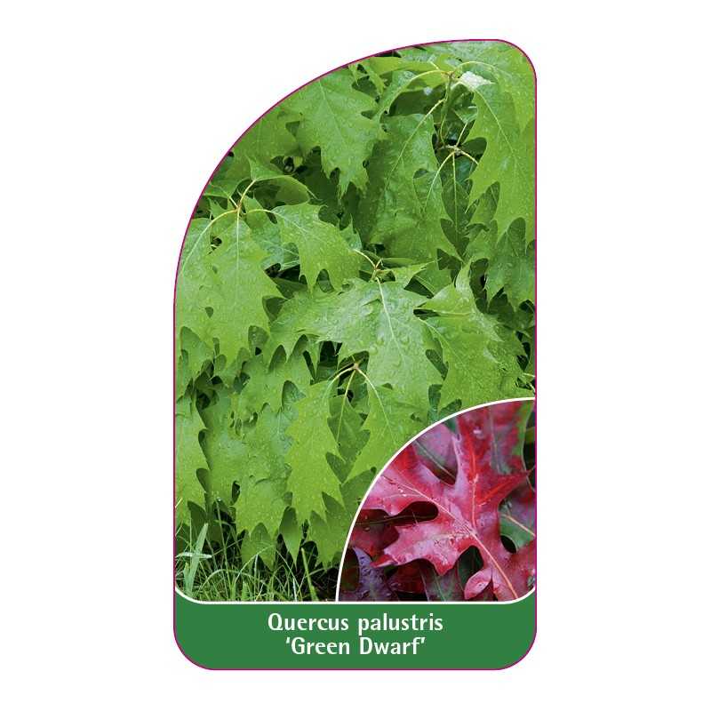 quercus-palustris-green-dwarf-1