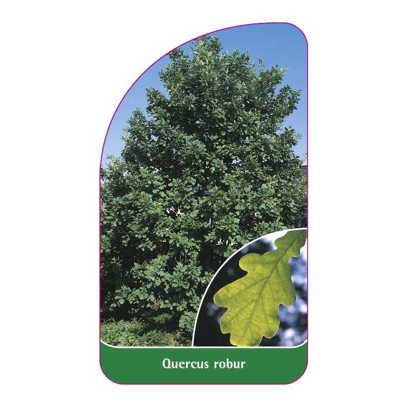 quercus-robur1