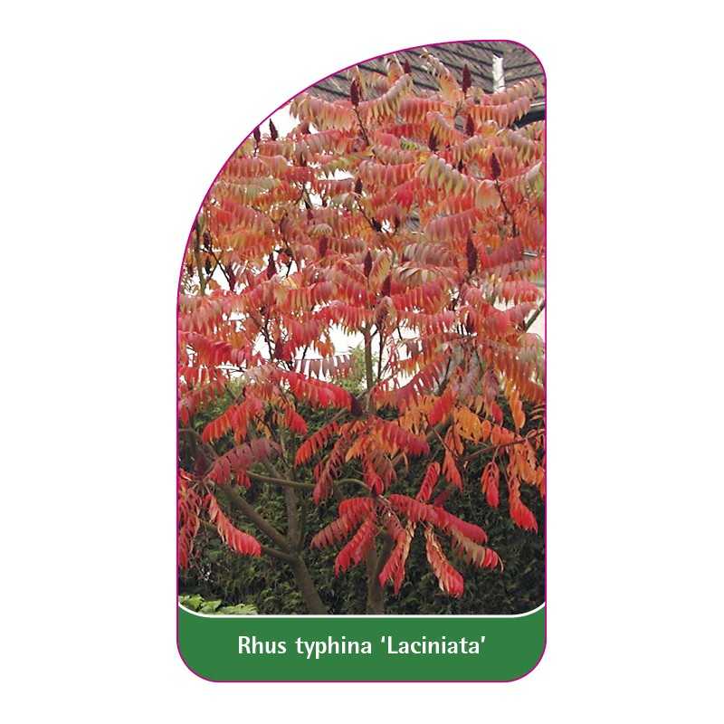 rhus-typhina-laciniata-1