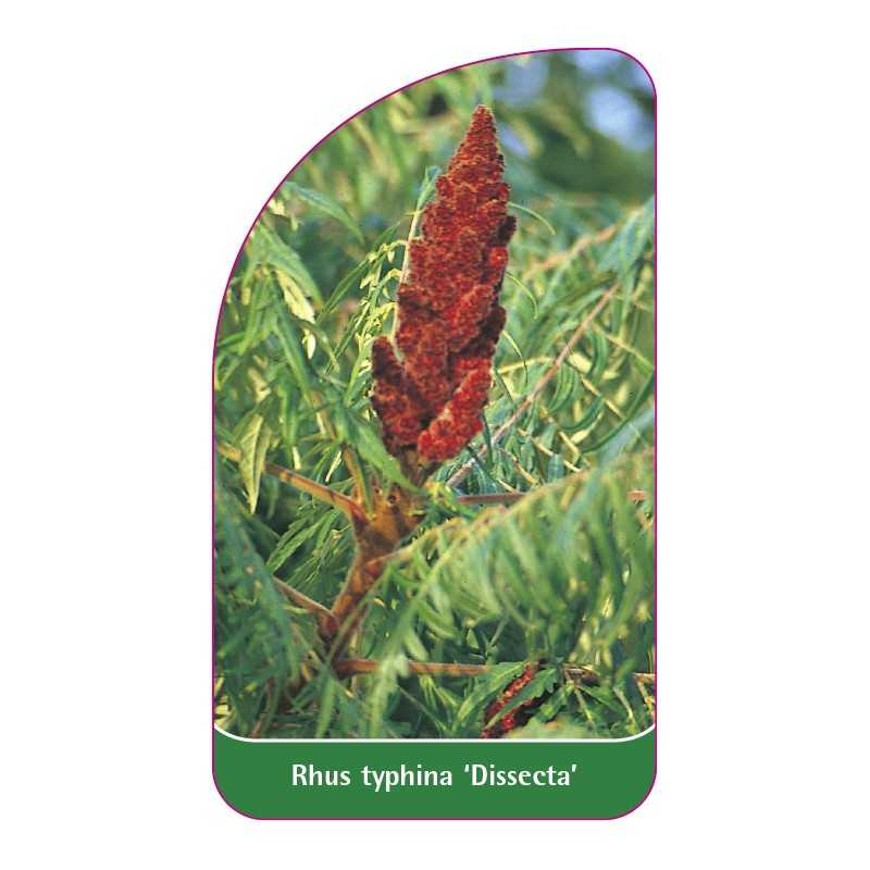 rhus-typhina-dissecta-1