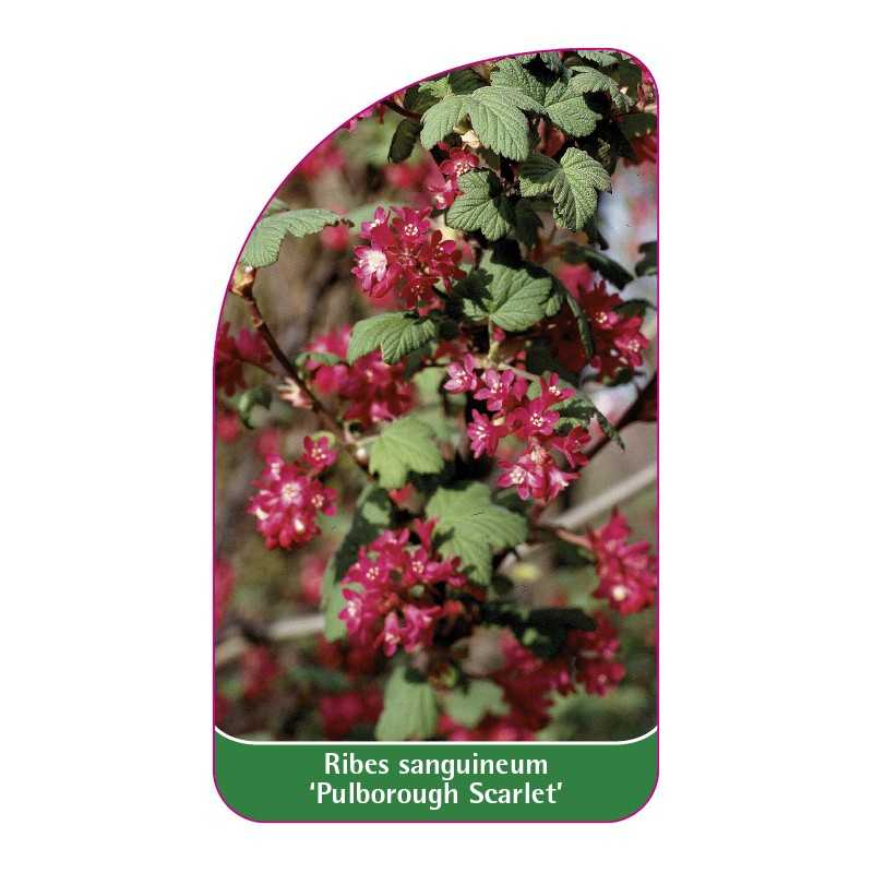 ribes-sanguineum-pulborough-scarlet-1