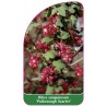 ribes-sanguineum-pulborough-scarlet-1