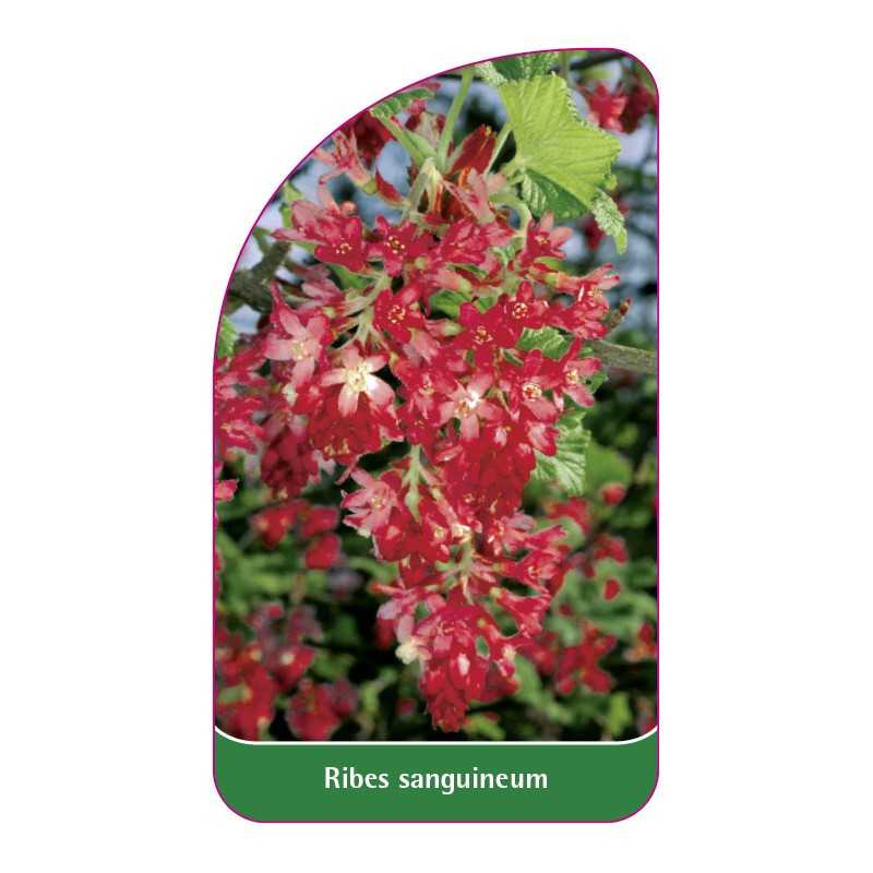 ribes-sanguineum1