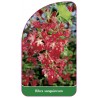 ribes-sanguineum1