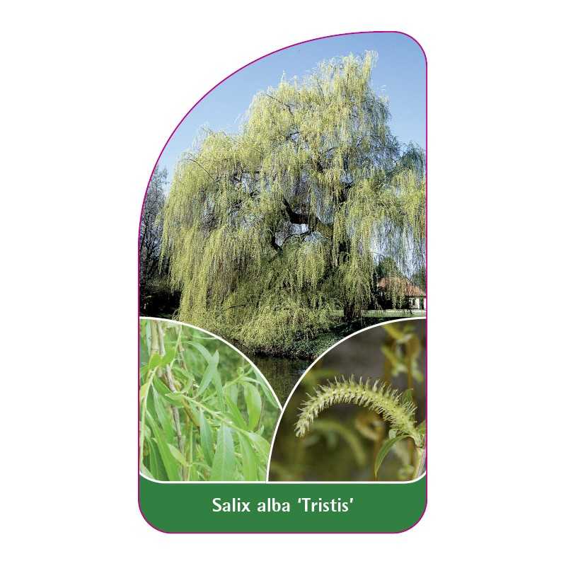 salix-alba-tristis-1