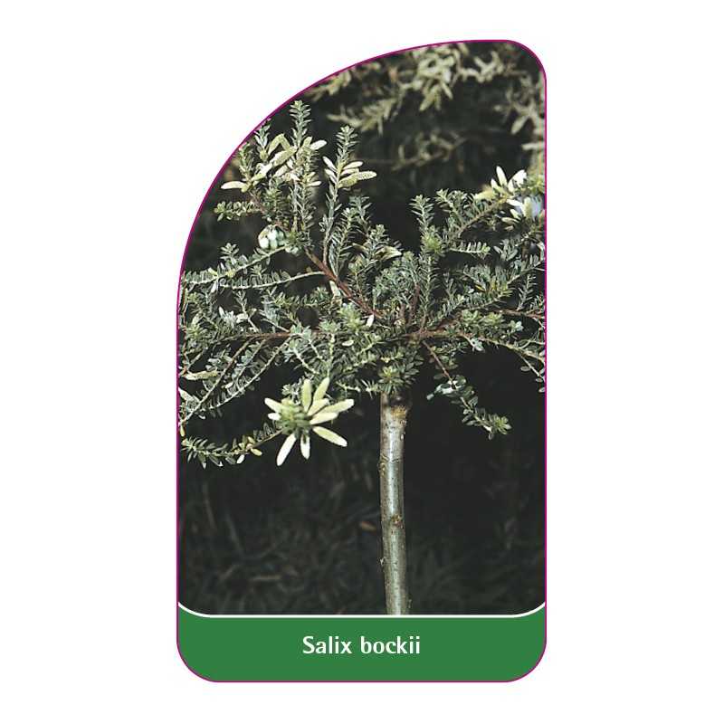 salix-bockii1