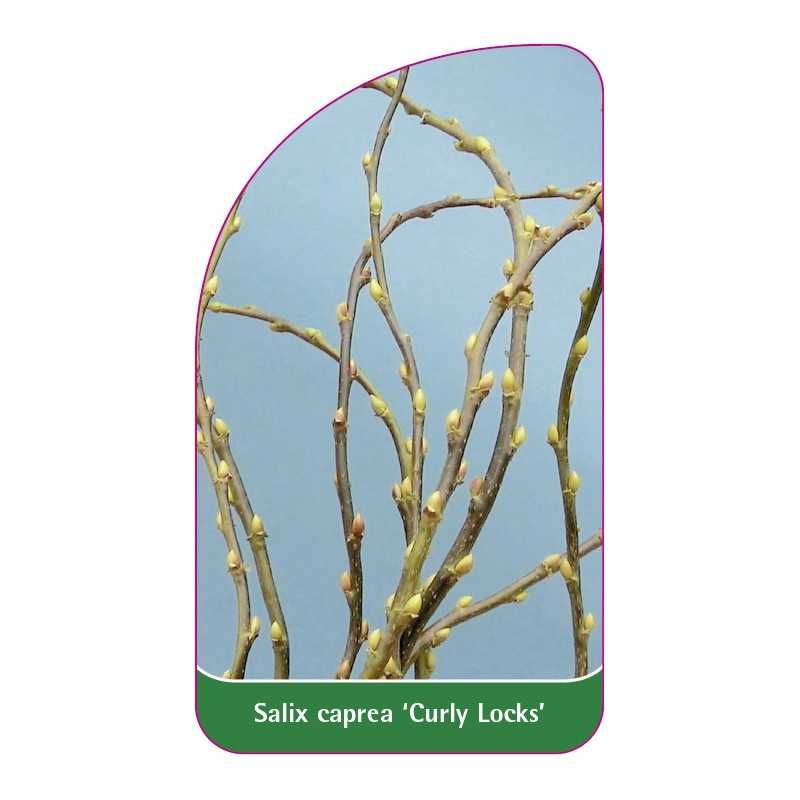 salix-caprea-curly-locks-1