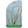 salix-caprea-curly-locks-1