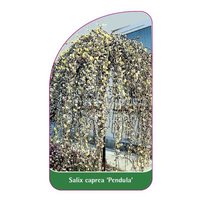 salix-caprea-pendula-standard1