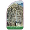 salix-caprea-pendula-standard1