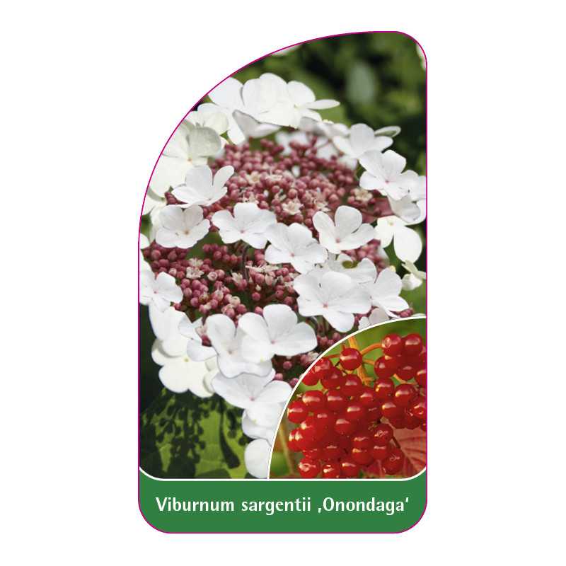 viburnum-sargentii-onondaga-1